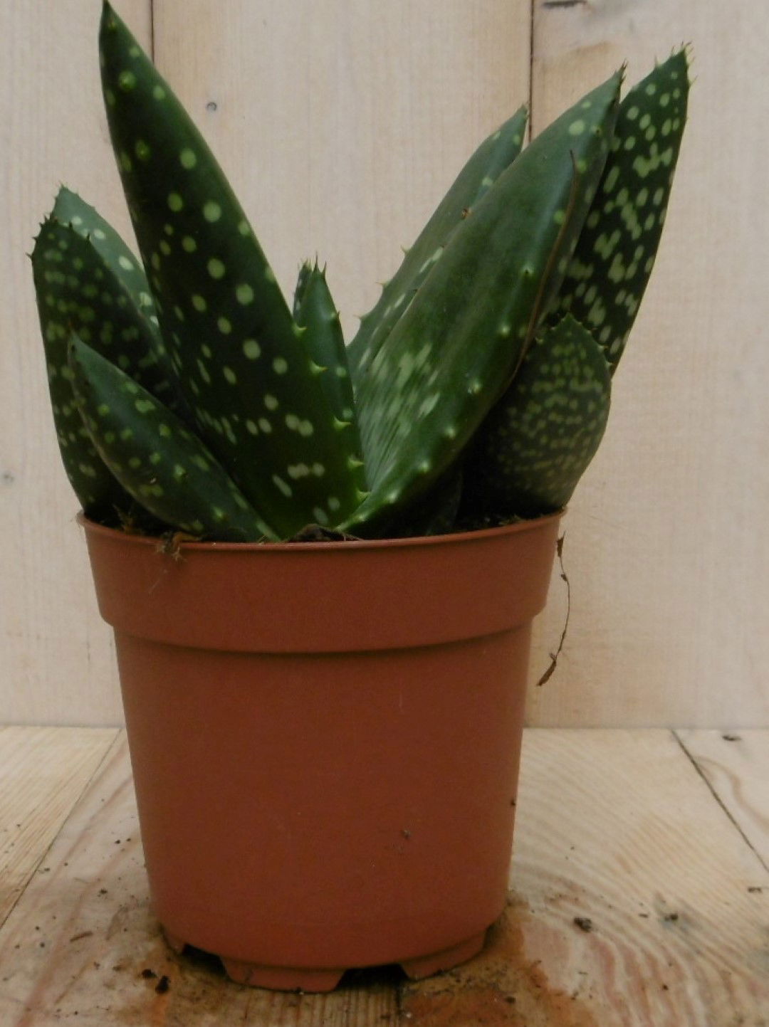 https://cdn.warentuin.nl/media/catalog/product/1/7/1728149900040537_2_eden_collection_kamerplant_kamerplant_jurassic_dino_aloe_par_82a7.jpg