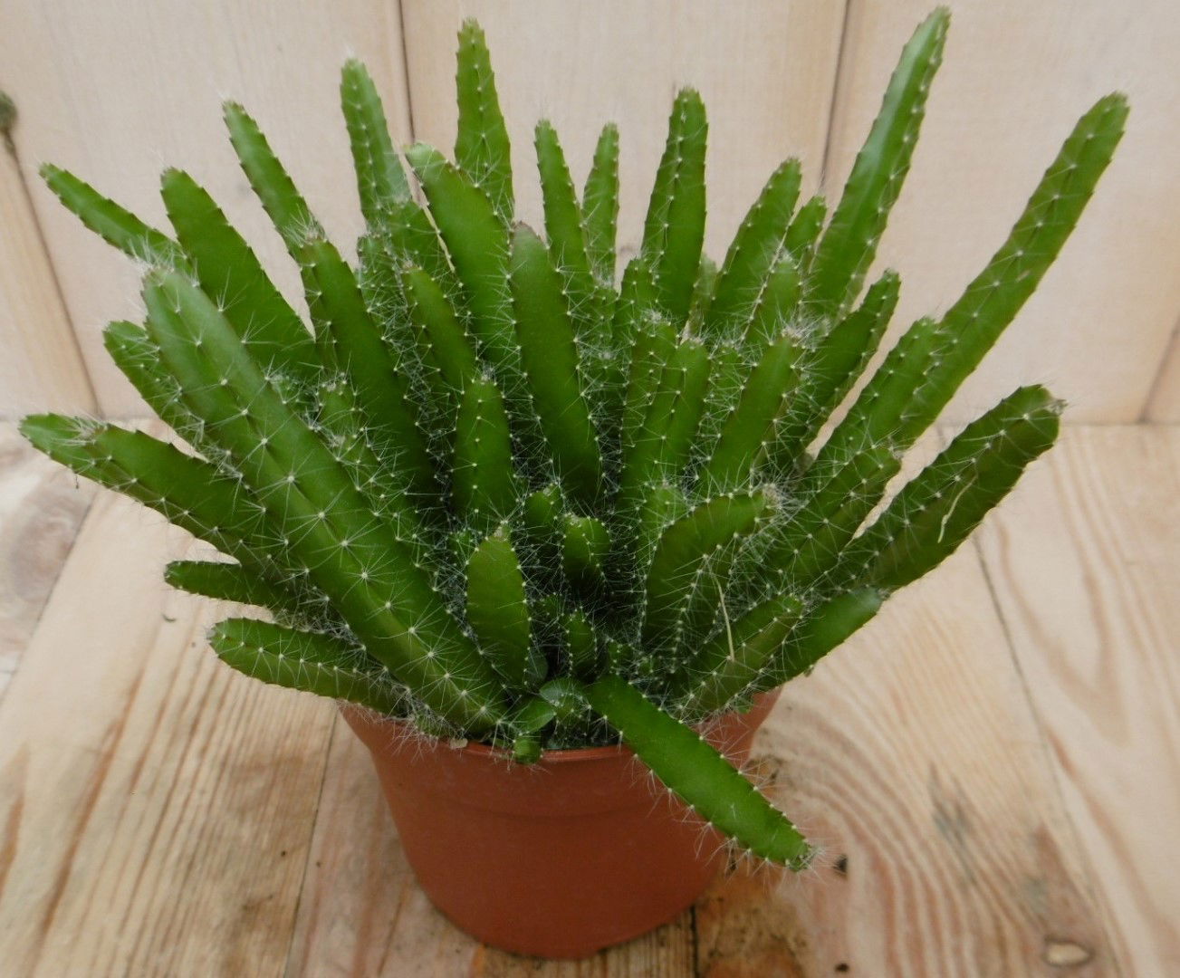https://cdn.warentuin.nl/media/catalog/product/1/7/1728149900040538_eden_collection_kamerplant_kamerplant_macho_milano_hylocereus__0af6.jpg