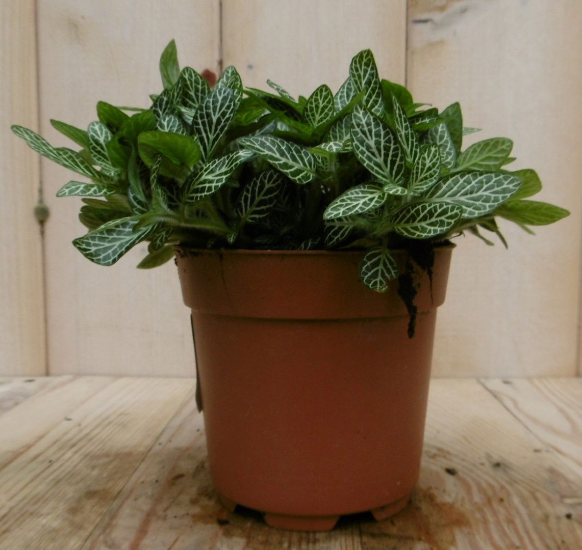 https://cdn.warentuin.nl/media/catalog/product/1/7/1728149900040539_2_eden_collection_kamerplant_kamerplant_mont_blanc_fittonia_ve_d44a.jpg