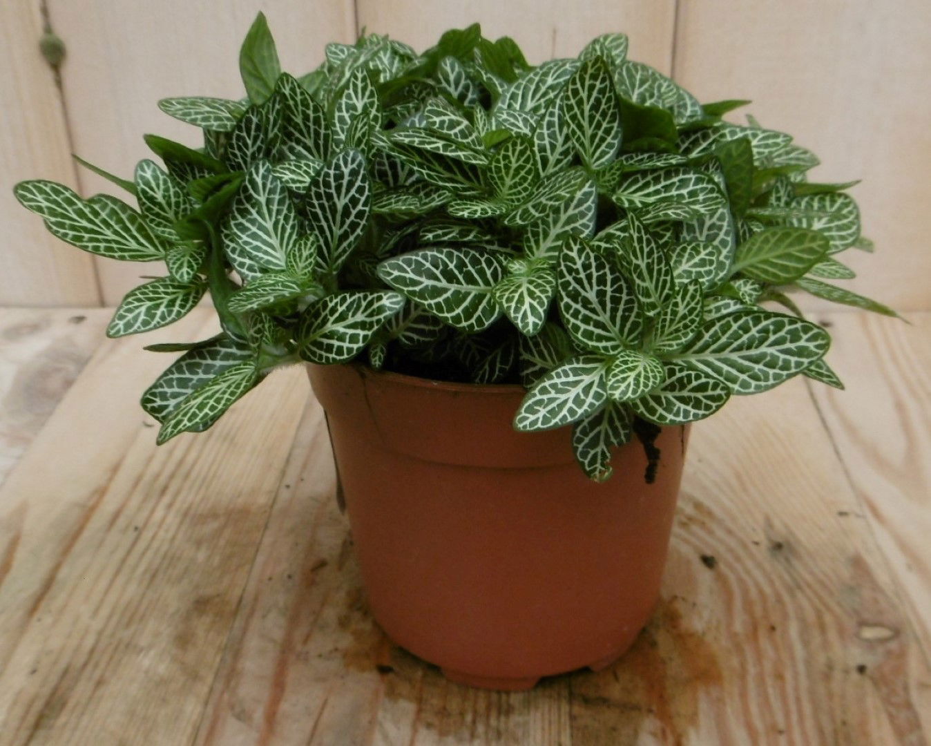 https://cdn.warentuin.nl/media/catalog/product/1/7/1728149900040539_eden_collection_kamerplant_kamerplant_mont_blanc_fittonia_vers_e4f6.jpg
