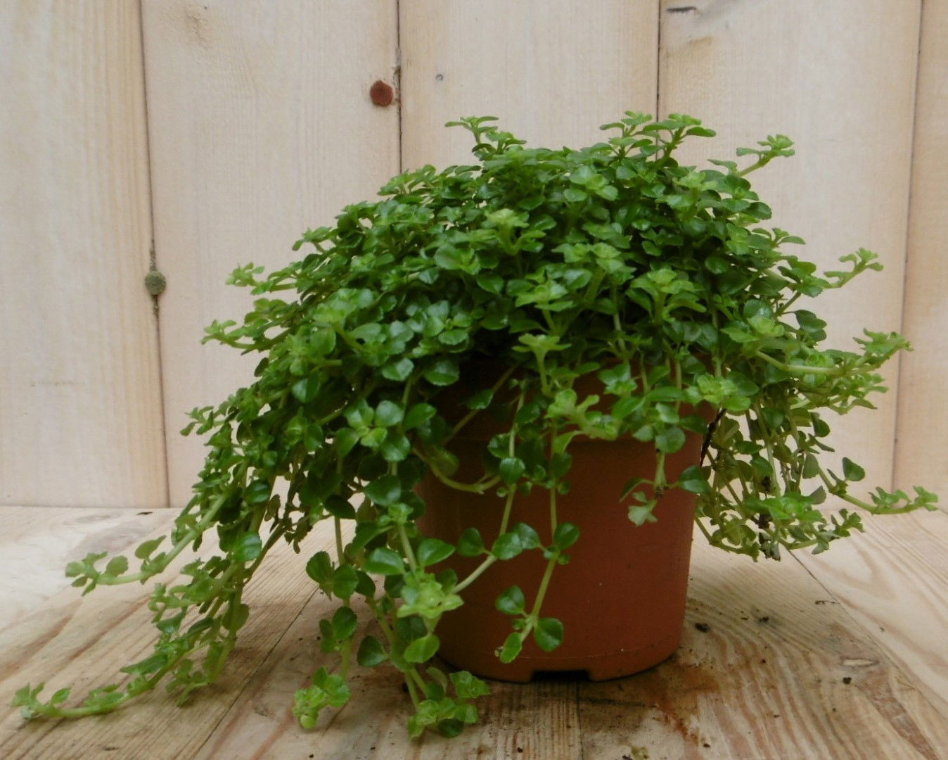 https://cdn.warentuin.nl/media/catalog/product/1/7/1728149900040540_2_eden_collection_kamerplant_kamerplant_pitoresque_pilea_depre_ddf7.jpg