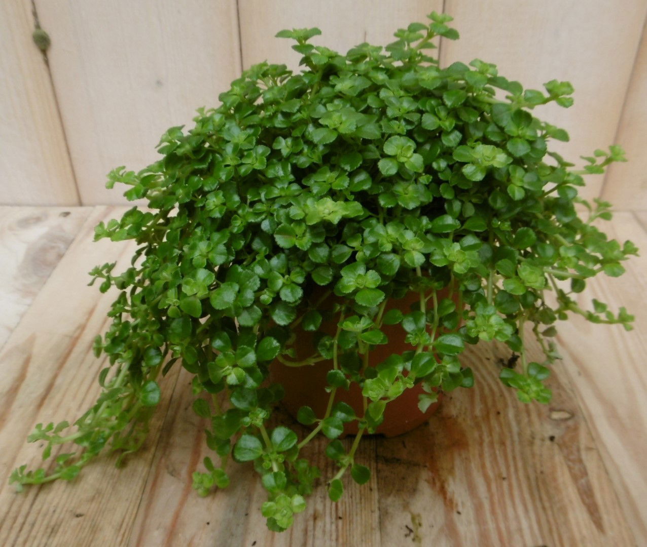 https://cdn.warentuin.nl/media/catalog/product/1/7/1728149900040540_eden_collection_kamerplant_kamerplant_pitoresque_pilea_depress_7b05.jpg