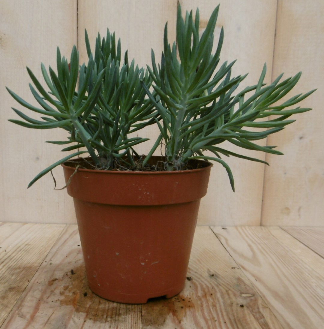 https://cdn.warentuin.nl/media/catalog/product/1/7/1728149900040541_2_eden_collection_kamerplant_kamerplant_provence_passion_senec_84e0.jpg