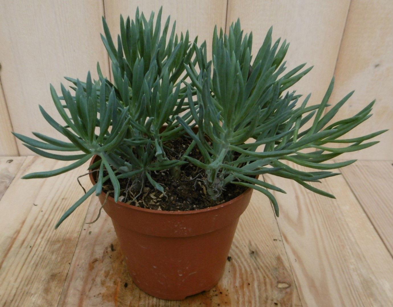 https://cdn.warentuin.nl/media/catalog/product/1/7/1728149900040541_eden_collection_kamerplant_kamerplant_provence_passion_senecio_9224.jpg