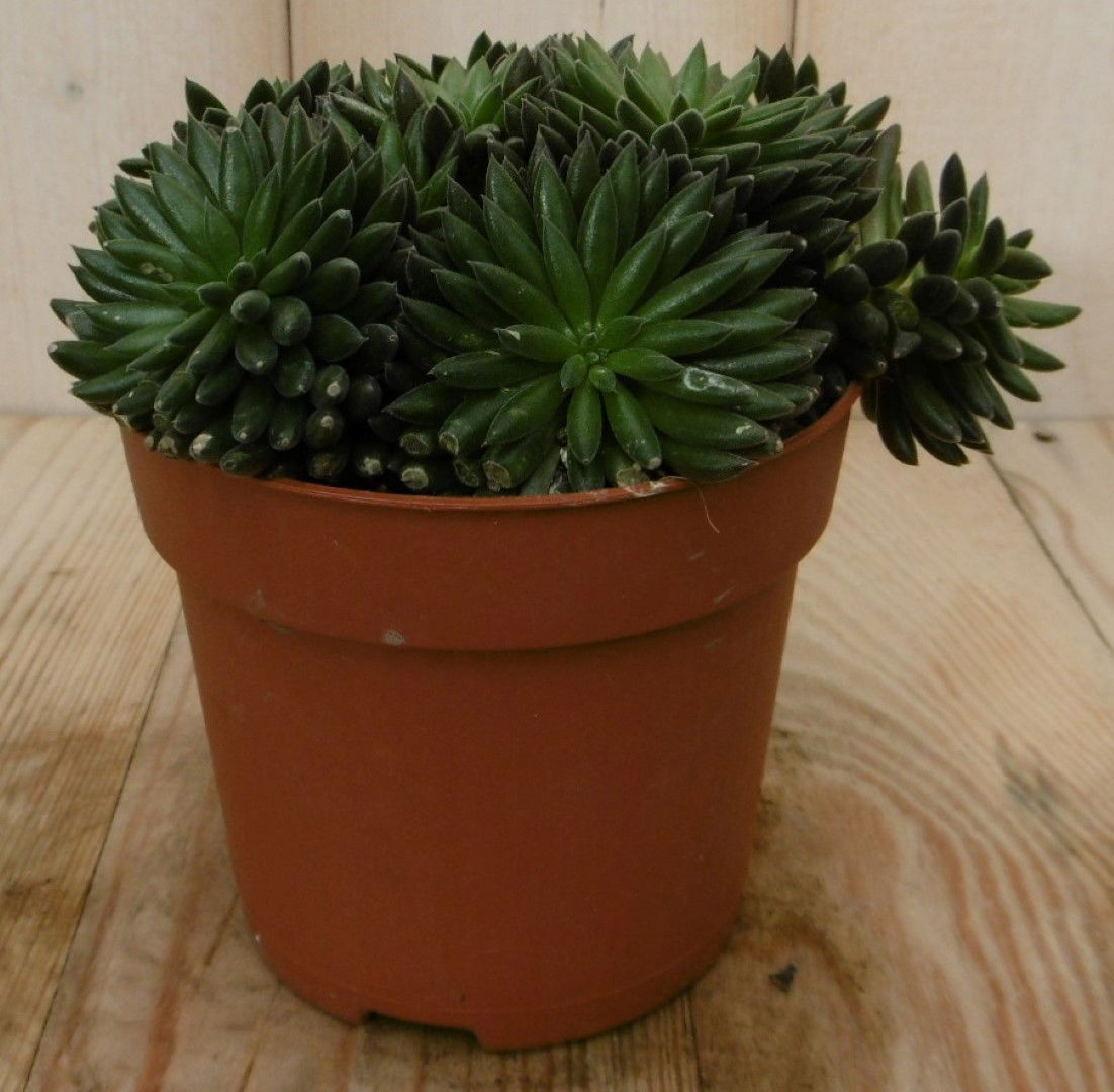 https://cdn.warentuin.nl/media/catalog/product/1/7/1728149900040542_2_eden_collection_kamerplant_kamerplant_sardinie_siesta_crassu_18d5.jpg