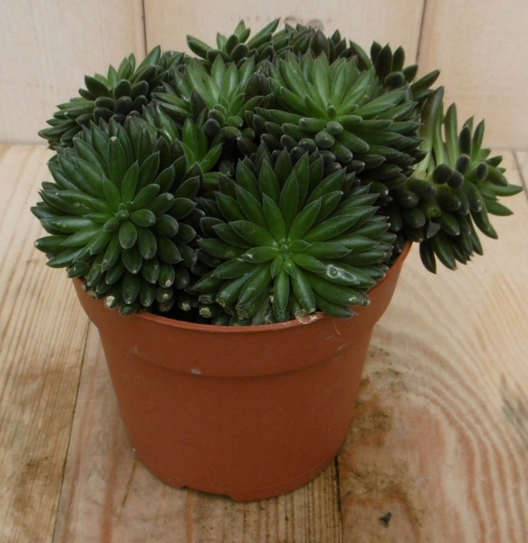 https://cdn.warentuin.nl/media/catalog/product/1/7/1728149900040542_eden_collection_kamerplant_kamerplant_sardinie_siesta_crassula_8bb8.jpg