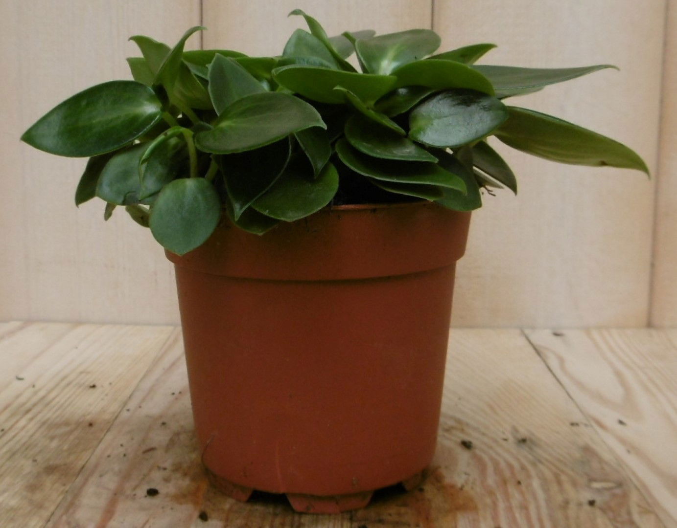 https://cdn.warentuin.nl/media/catalog/product/1/7/1728149900040543_2_eden_collection_kamerplant_kamerplant_sicilie_silhouette_pep_f3bc.jpg