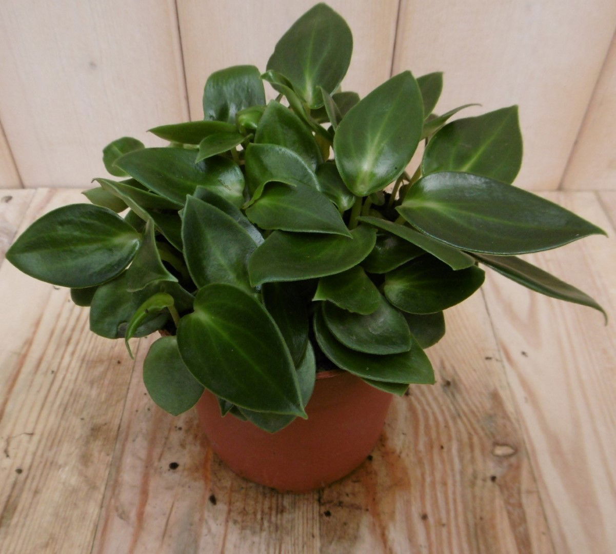 https://cdn.warentuin.nl/media/catalog/product/1/7/1728149900040543_eden_collection_kamerplant_kamerplant_sicilie_silhouette_peper_c24e.jpg
