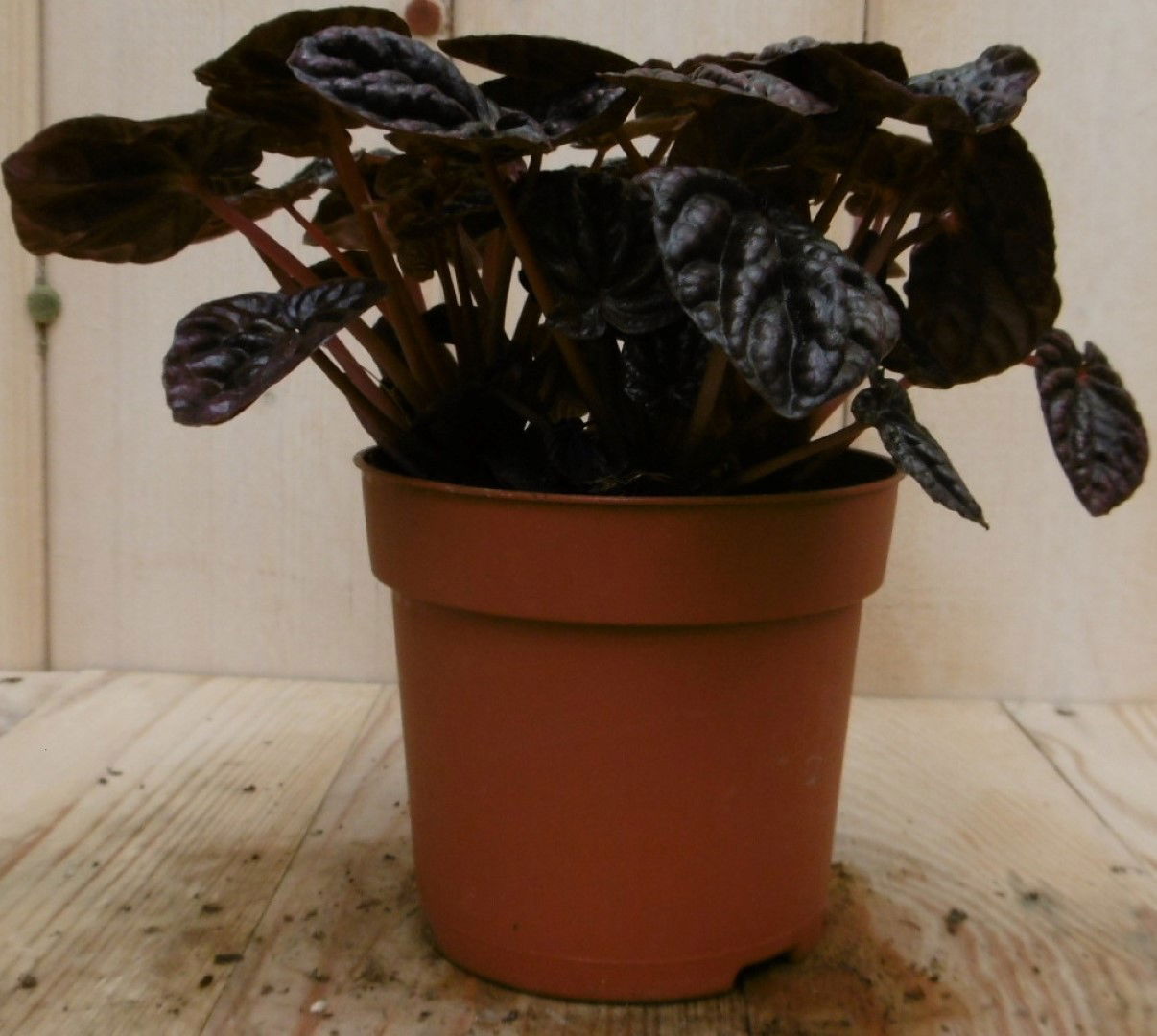 https://cdn.warentuin.nl/media/catalog/product/1/7/1728149900040544_2_eden_collection_kamerplant_kamerplant_sienna_sunset_peperomi_1235.jpg
