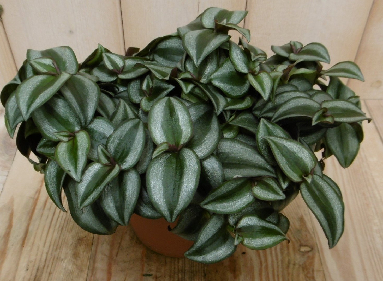 https://cdn.warentuin.nl/media/catalog/product/1/7/1728149900040545_eden_collection_kamerplant_kamerplant_silver_sicilian_tradesca_b203.jpg