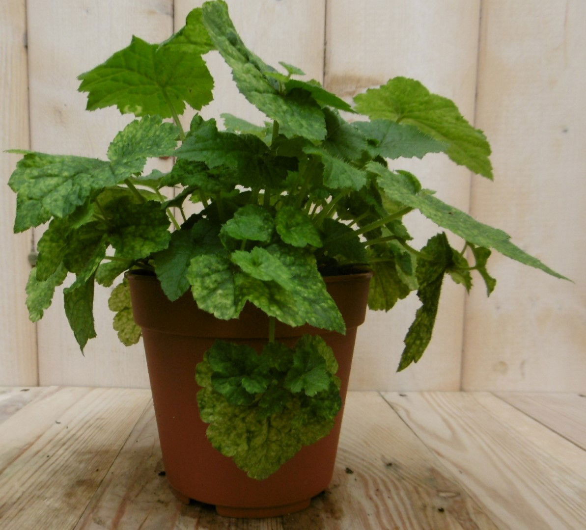 https://cdn.warentuin.nl/media/catalog/product/1/7/1728149900040546_2_eden_collection_kamerplant_kamerplant_sunny_safari_tolmiea_m_4956.jpg