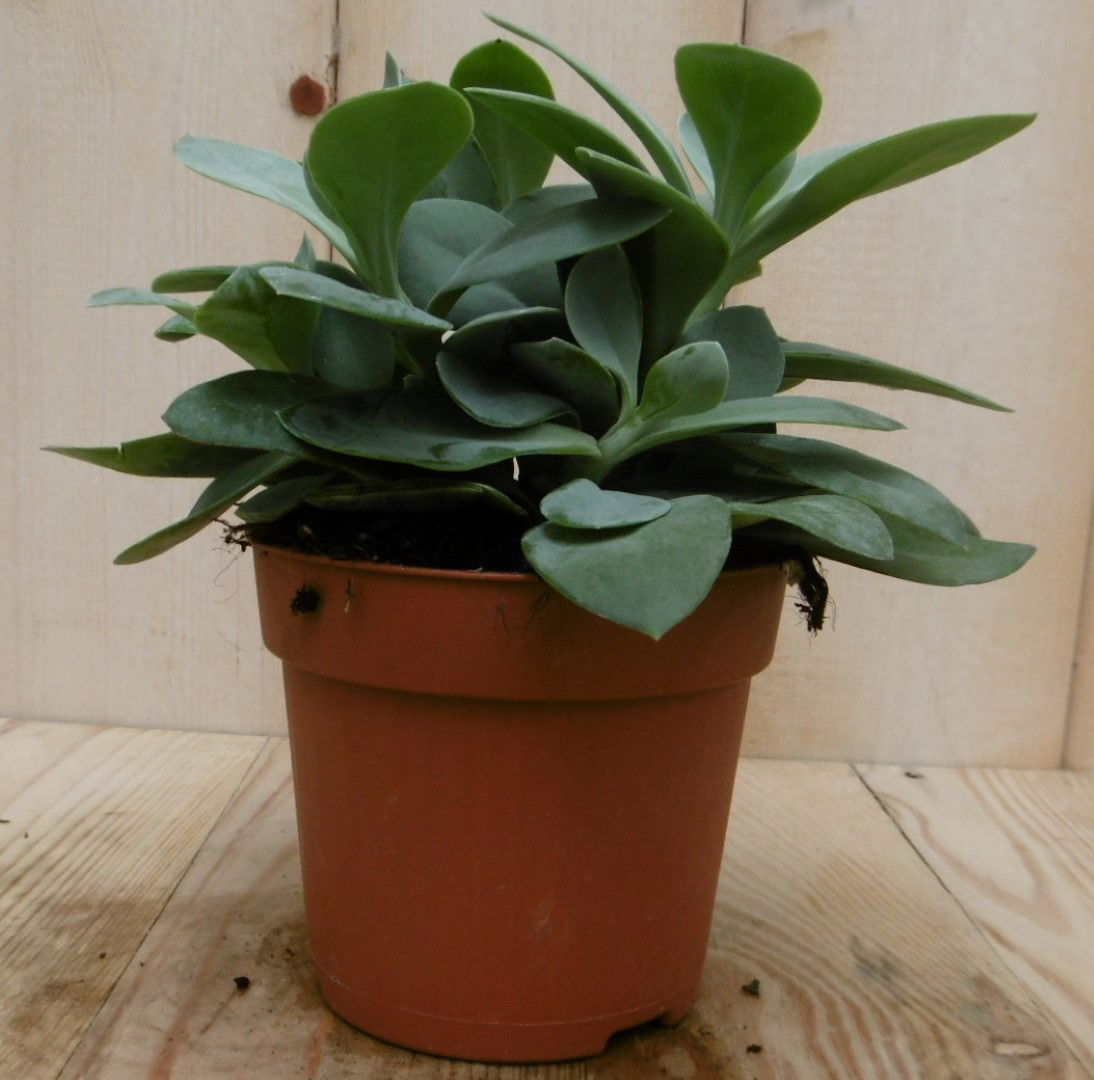 https://cdn.warentuin.nl/media/catalog/product/1/7/1728149900040547_2_eden_collection_kamerplant_kamerplant_vesuvius_flavours_sene_6974.jpg