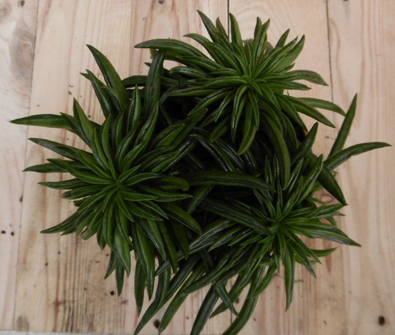 https://cdn.warentuin.nl/media/catalog/product/1/7/1728149900040548_2_eden_collection_kamerplant_kamerplant_peperomia_happy_bean_ecd7.jpg