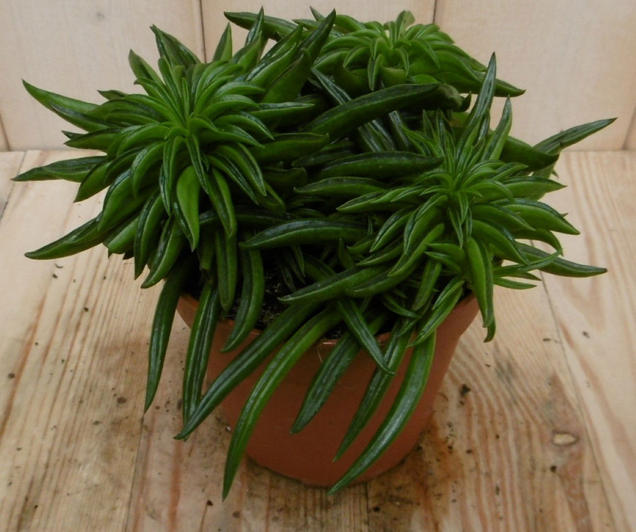 https://cdn.warentuin.nl/media/catalog/product/1/7/1728149900040548_eden_collection_kamerplant_kamerplant_peperomia_happy_bean_eadc.jpg