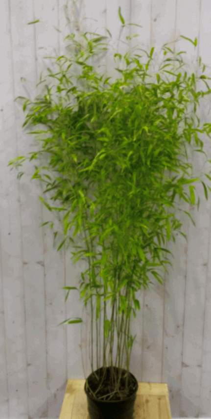 https://cdn.warentuin.nl/media/catalog/product/1/7/1728149900040559_2_warentuin_vaste_plant_bamboe_fargesia_200_cm_4add.png