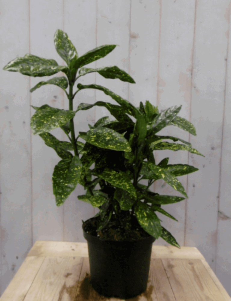 Warentuin natuurlijk Broodboom Aucuba Japonica 80 cm - 100 cm geelbont Japanse broodboom  - 