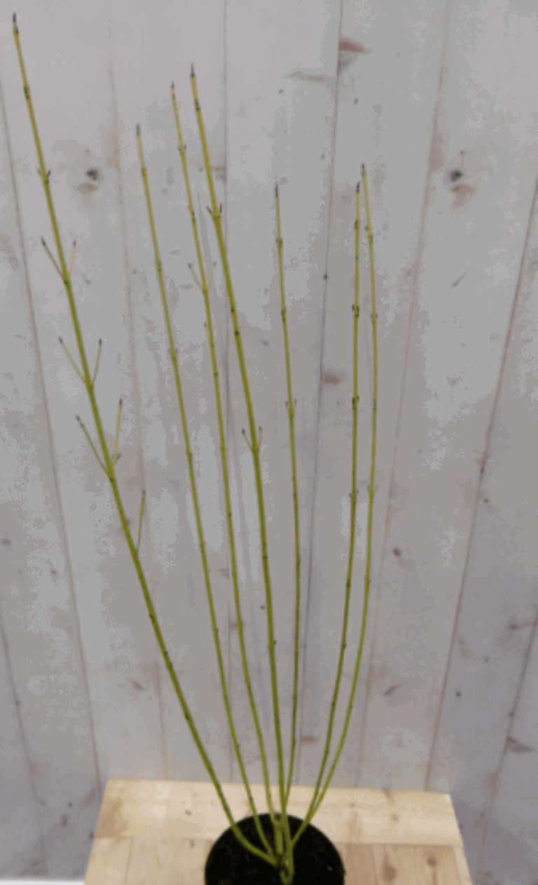 https://cdn.warentuin.nl/media/catalog/product/1/7/1728149900040563_2_warentuin_vaste_plant_cornus_geel_60_cm_a3ee.png