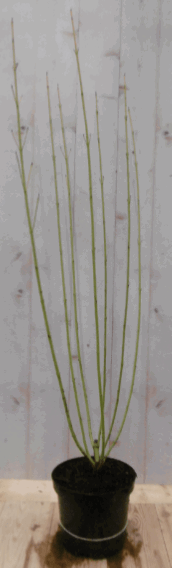 https://cdn.warentuin.nl/media/catalog/product/1/7/1728149900040563_warentuin_vaste_plant_cornus_geel_60_cm_781f.png