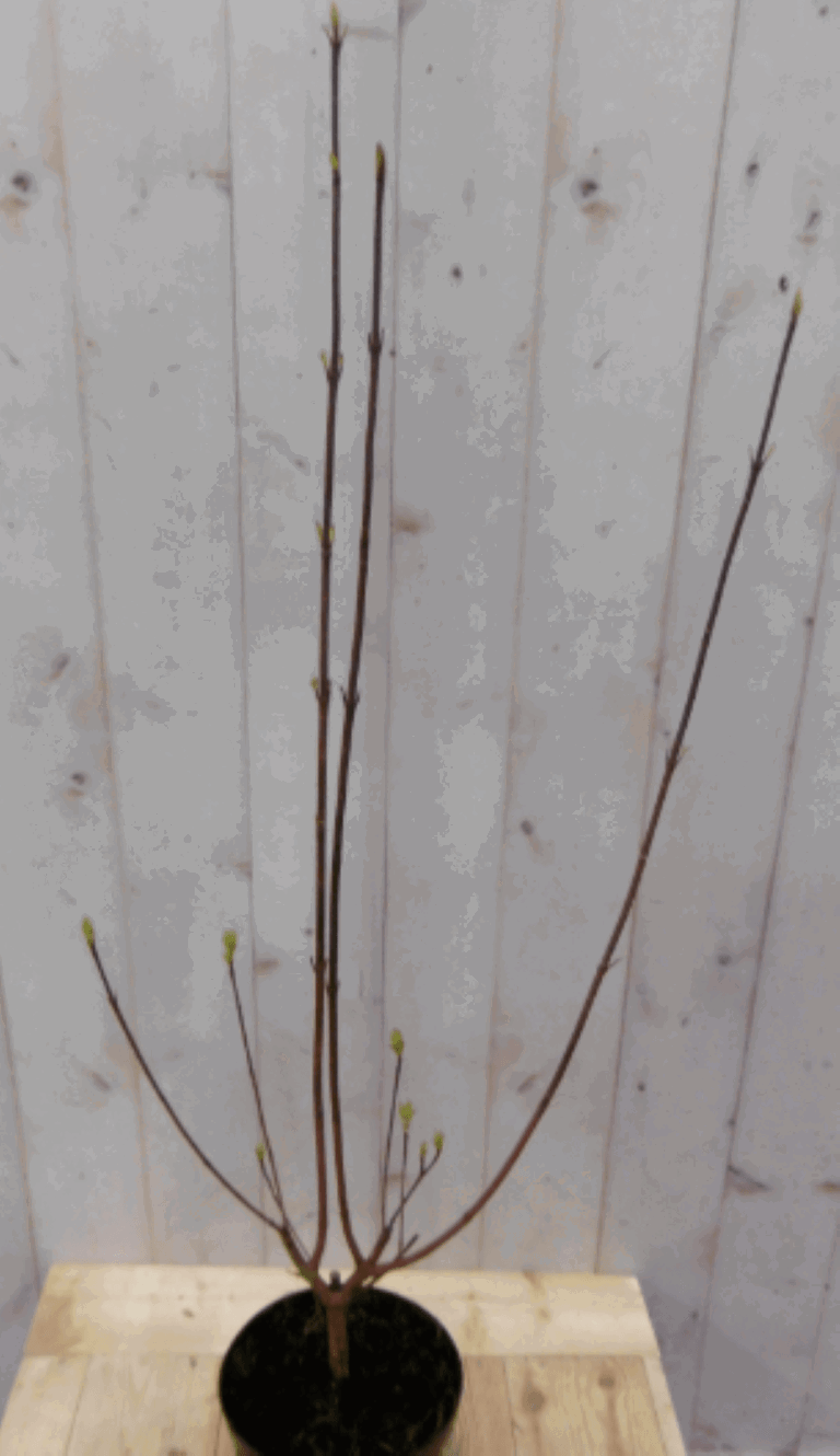 https://cdn.warentuin.nl/media/catalog/product/1/7/1728149900040564_2_warentuin_vaste_plant_cornus_rood_60_cm_d632.png