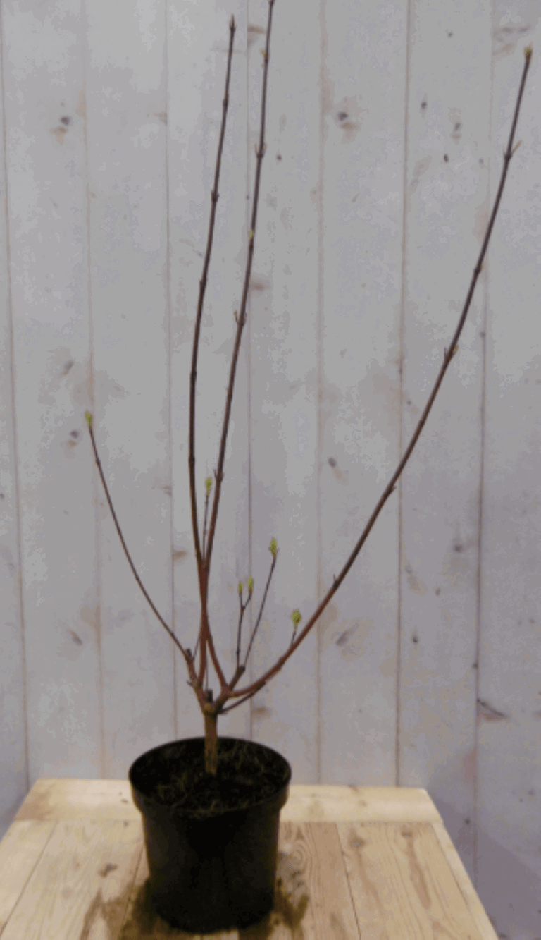 https://cdn.warentuin.nl/media/catalog/product/1/7/1728149900040564_warentuin_vaste_plant_cornus_rood_60_cm_0730.png