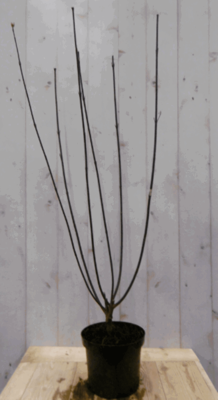 https://cdn.warentuin.nl/media/catalog/product/1/7/1728149900040565_warentuin_vaste_plant_cornus_zwart_60_cm_961b.png
