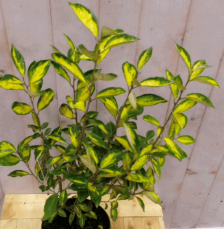 https://cdn.warentuin.nl/media/catalog/product/1/7/1728149900040566_2_warentuin_vaste_plant_olijfwilg_bont_80_cm_1_f68f.png