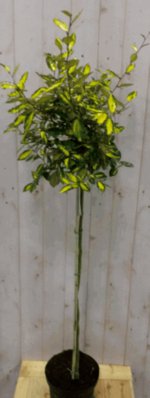 https://cdn.warentuin.nl/media/catalog/product/1/7/1728149900040567_2_warentuin_vaste_plant_olijfwilg_bont_stam_80_cm_dia_40_cm_1_e939.png
