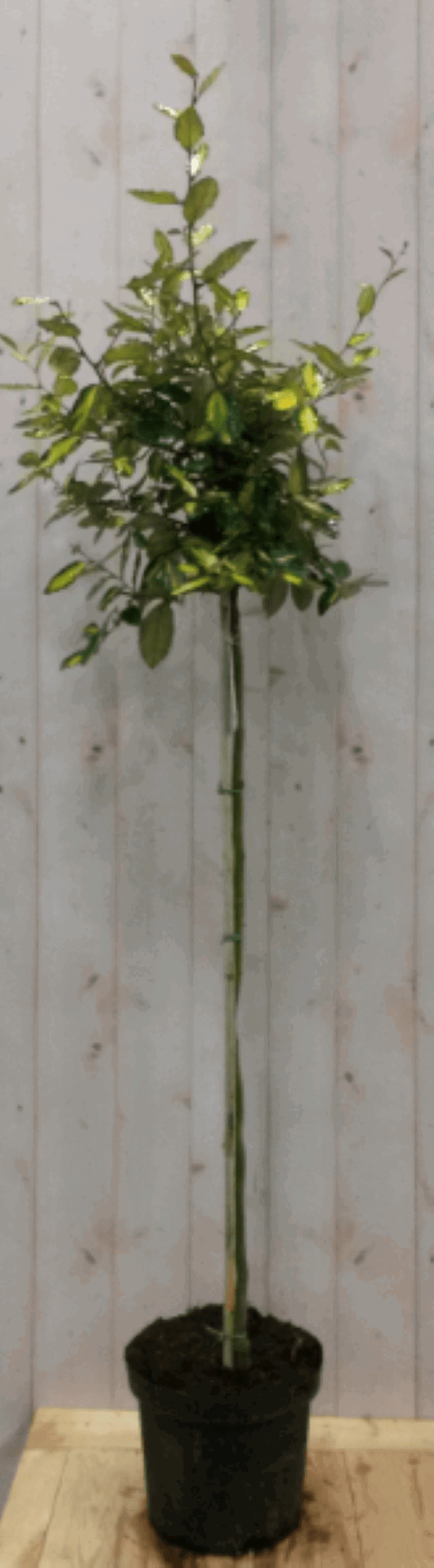 https://cdn.warentuin.nl/media/catalog/product/1/7/1728149900040567_warentuin_vaste_plant_olijfwilg_bont_stam_80_cm_dia_40_cm_1_776c.png
