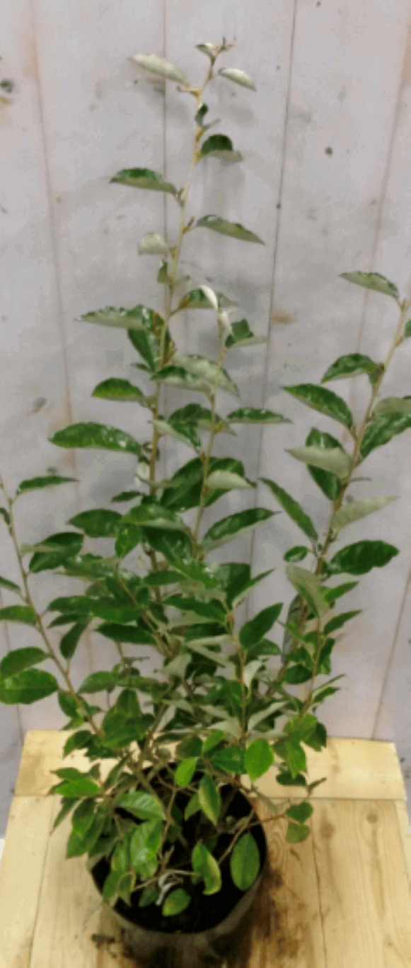 https://cdn.warentuin.nl/media/catalog/product/1/7/1728149900040568_2_warentuin_vaste_plant_olijfwilg_groen_80_cm_1_70b7.png
