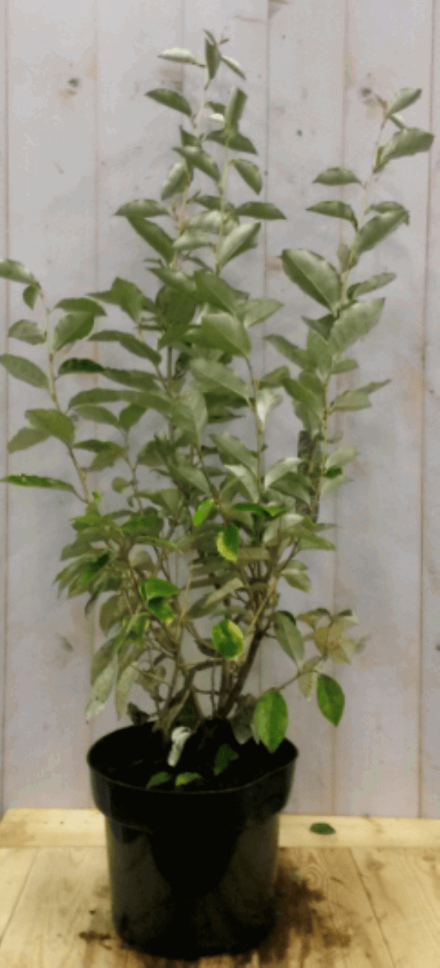 Elaeagnus Olijfwilg groen blad 80 cm Warentuin Natuurlijk