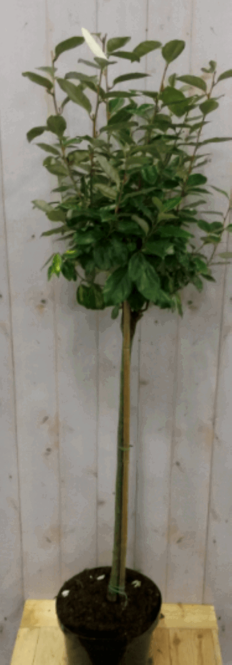 https://cdn.warentuin.nl/media/catalog/product/1/7/1728149900040569_2_warentuin_vaste_plant_olijfwilg_groen_stam_80_cm_diameter_40_52b1.png