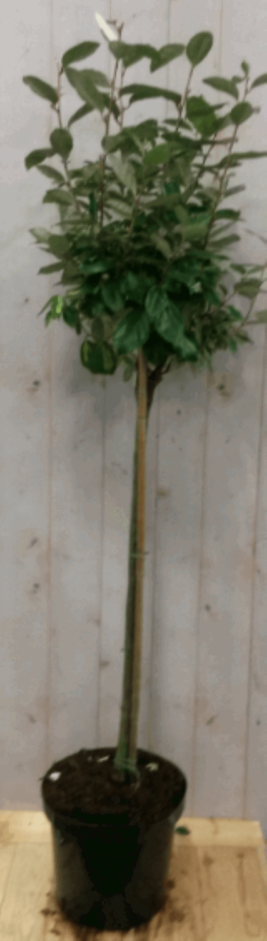https://cdn.warentuin.nl/media/catalog/product/1/7/1728149900040569_warentuin_vaste_plant_olijfwilg_groen_stam_80_cm_diameter_40_c_af0b.png