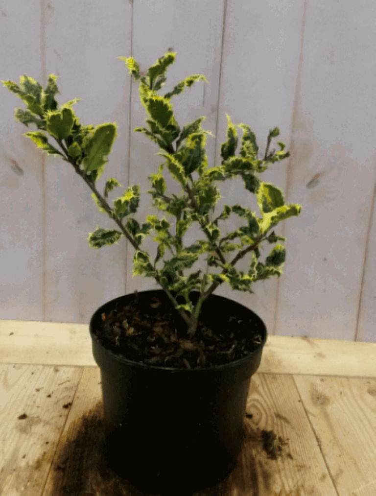 https://cdn.warentuin.nl/media/catalog/product/1/7/1728149900040570_warentuin_vaste_plant_hulst_bont_30_cm_1_b6b5.png