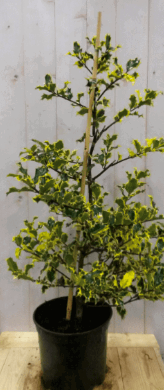 https://cdn.warentuin.nl/media/catalog/product/1/7/1728149900040571_warentuin_vaste_plant_hulst_bont_80_cm_1__1__0404.png