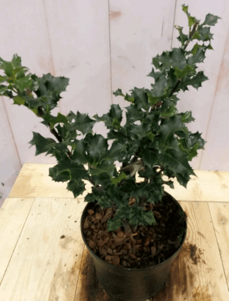 https://cdn.warentuin.nl/media/catalog/product/1/7/1728149900040572_2_warentuin_vaste_plant_hulst_groen_30_cm_1_1d32.png
