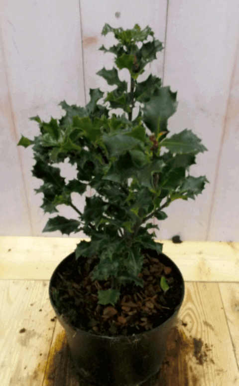 https://cdn.warentuin.nl/media/catalog/product/1/7/1728149900040572_warentuin_vaste_plant_hulst_groen_30_cm_1_5dee.png