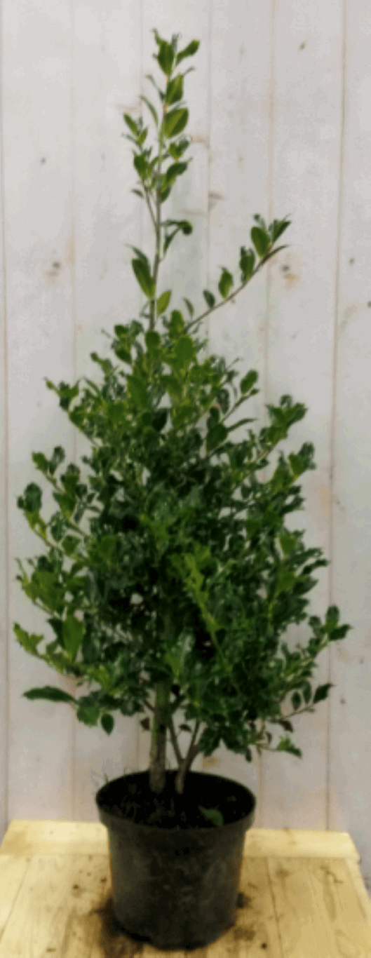 https://cdn.warentuin.nl/media/catalog/product/1/7/1728149900040573_warentuin_vaste_plant_hulst_groen_80_cm_1_fd8f.png