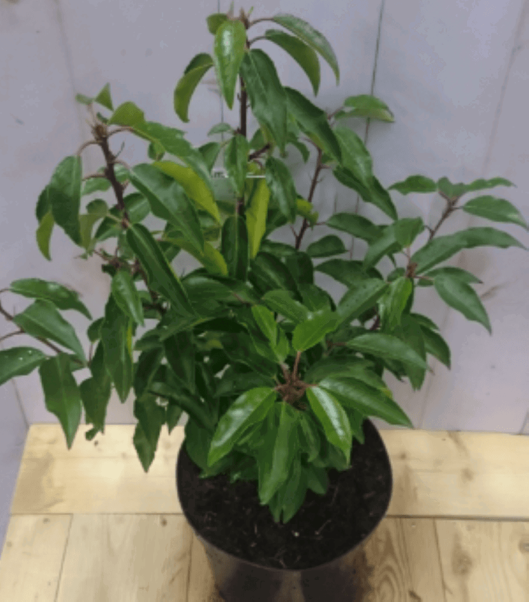 https://cdn.warentuin.nl/media/catalog/product/1/7/1728149900040575_2_warentuin_vaste_plant_prunus_angustifolia_40_cm_1_7f3e.png