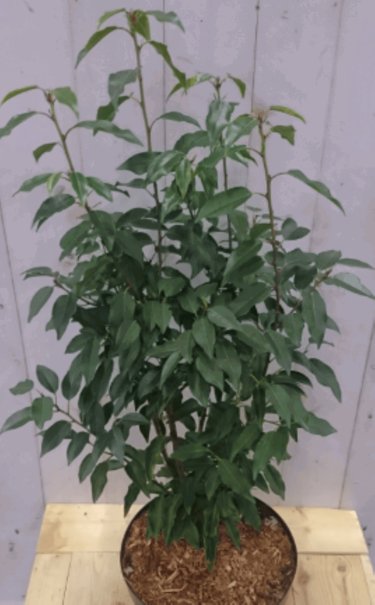 https://cdn.warentuin.nl/media/catalog/product/1/7/1728149900040576_2_warentuin_vaste_plant_prunus_angustifolia_80_cm_1_cb1c.png