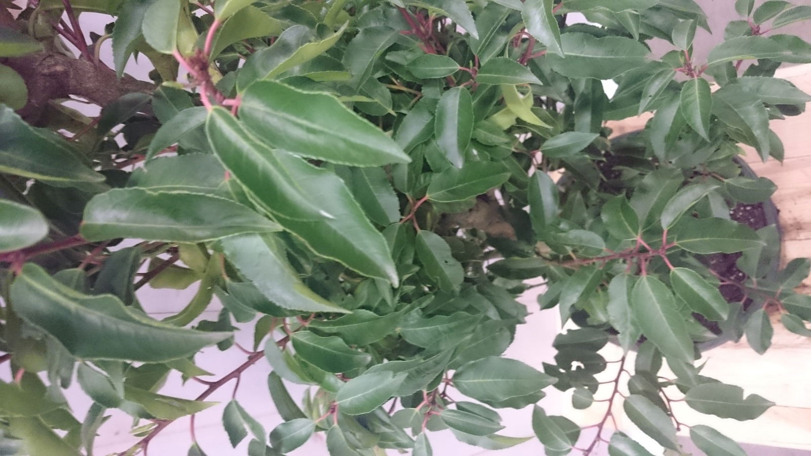 https://cdn.warentuin.nl/media/catalog/product/1/7/1728149900040577_3_warentuin_vaste_plant_prunus_angustifolia_130_cm_1_137f.jpg