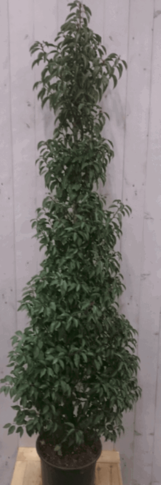 https://cdn.warentuin.nl/media/catalog/product/1/7/1728149900040578_2_warentuin_vaste_plant_prunus_angustifolia_180_cm_1_8daf.png