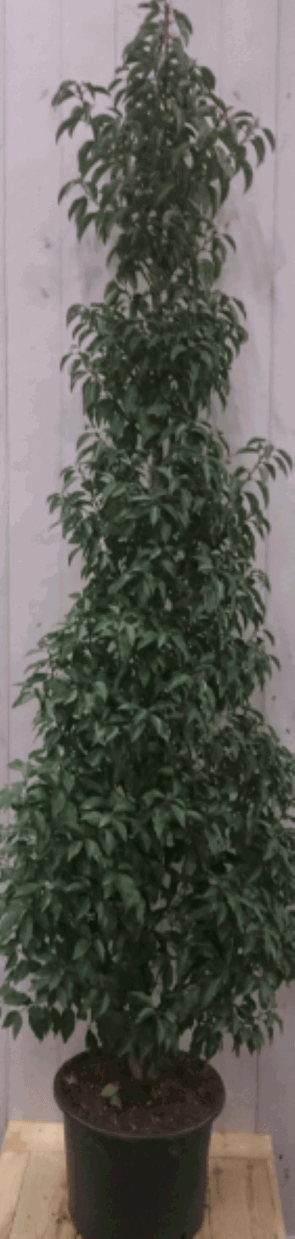https://cdn.warentuin.nl/media/catalog/product/1/7/1728149900040578_warentuin_vaste_plant_prunus_angustifolia_180_cm_1_2_1edf.png