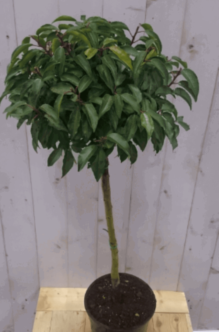 https://cdn.warentuin.nl/media/catalog/product/1/7/1728149900040579_2_warentuin_vaste_plant_prunus_angustifolia_stam_80_cm_diamete_515b.png