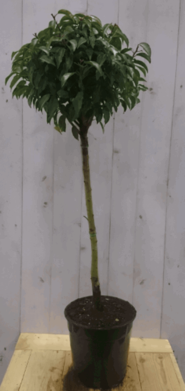 https://cdn.warentuin.nl/media/catalog/product/1/7/1728149900040579_warentuin_vaste_plant_prunus_angustifolia_stam_80_cm_diameter__a4b6.png