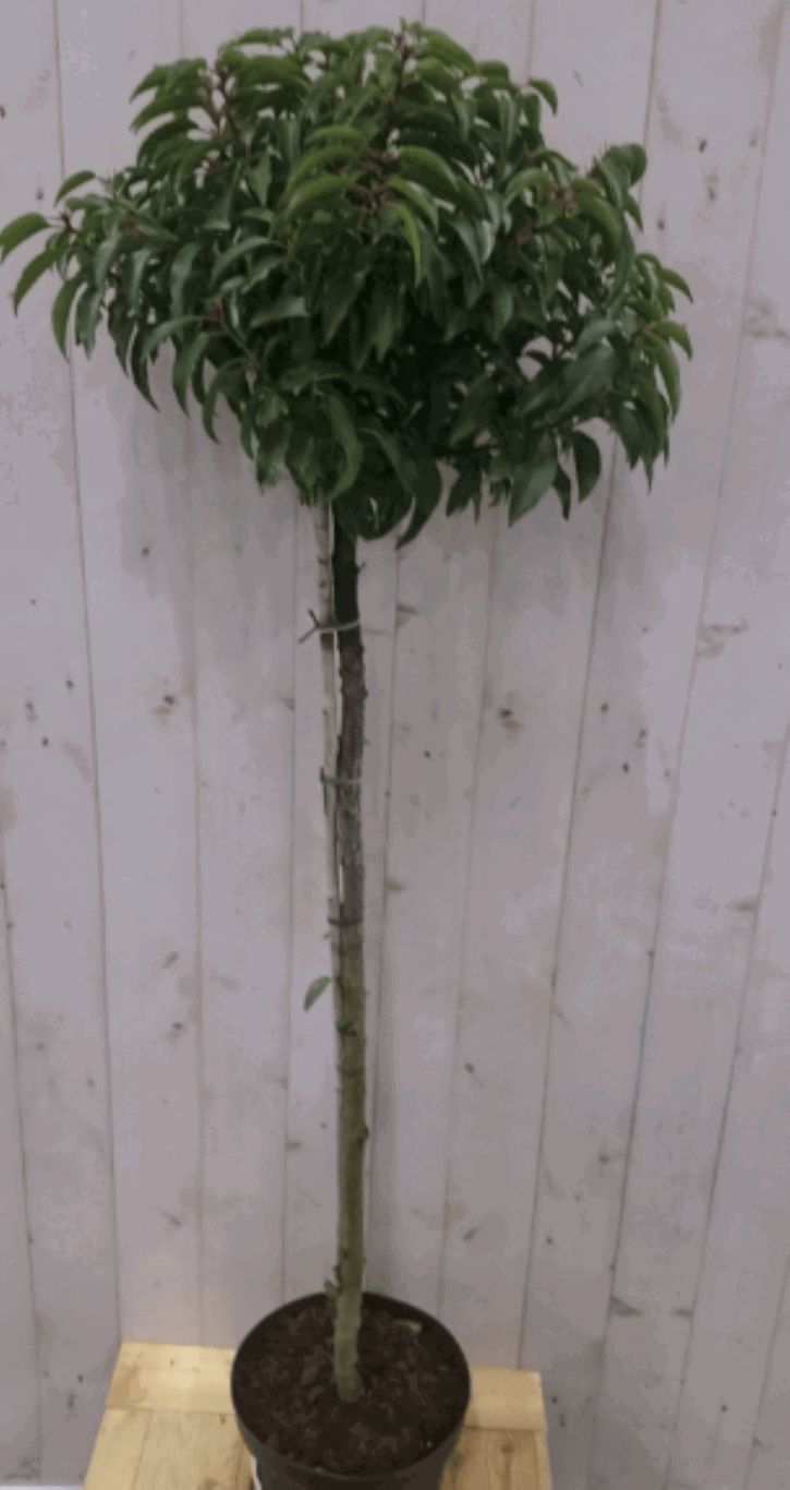 https://cdn.warentuin.nl/media/catalog/product/1/7/1728149900040580_2_warentuin_vaste_plant_prunus_angustifolia_stam_120_cm_diamet_a55d.png
