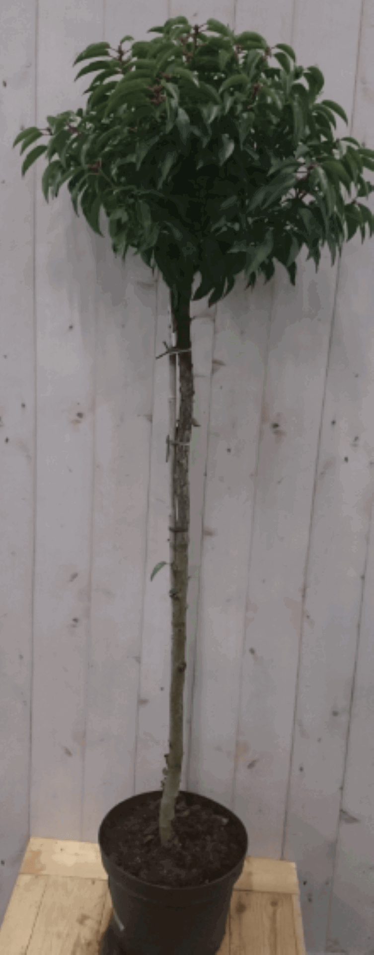 https://cdn.warentuin.nl/media/catalog/product/1/7/1728149900040580_warentuin_vaste_plant_prunus_angustifolia_stam_120_cm_diameter_0934.png