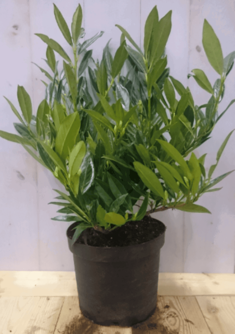 https://cdn.warentuin.nl/media/catalog/product/1/7/1728149900040581_warentuin_vaste_plant_prunus_otto_40_cm_1_4f5d.png
