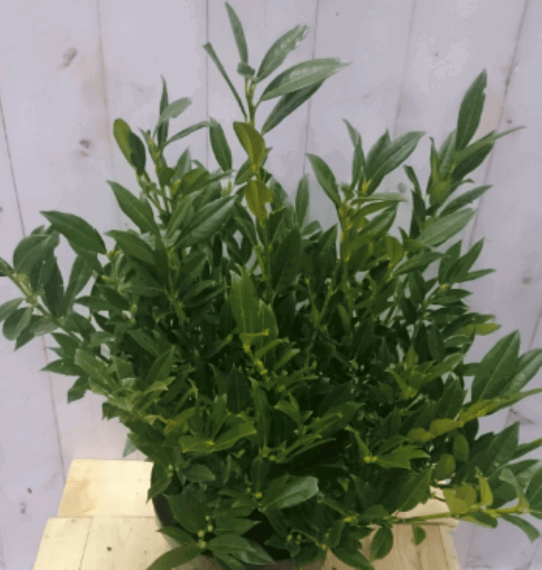 https://cdn.warentuin.nl/media/catalog/product/1/7/1728149900040582_2_warentuin_vaste_plant_prunus_otto_80_cm_1_a583.png