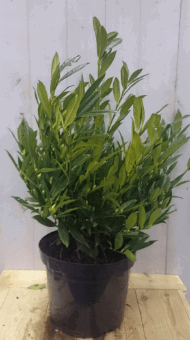 https://cdn.warentuin.nl/media/catalog/product/1/7/1728149900040582_warentuin_vaste_plant_prunus_otto_80_cm_1_fa24.png