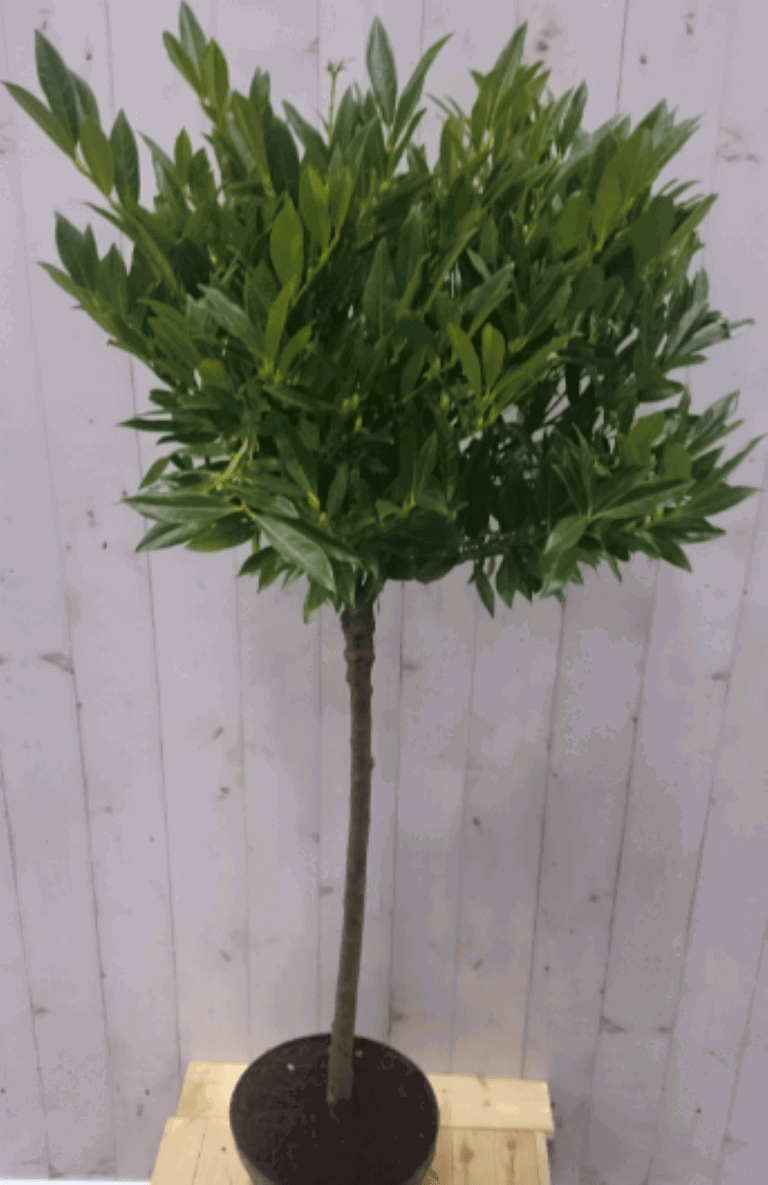 https://cdn.warentuin.nl/media/catalog/product/1/7/1728149900040583_2_warentuin_vaste_plant_prunus_otto_stam_80_cm_diameter_40_cm__5147.png